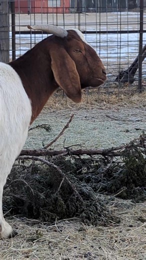 20% of a goat's diet can be cedar trees but it cannot be their sole diet. As with anything, it's all about balance. Since the cedar trees are now gone in their pastures we will cut branches to offer to them. #cedartrees #raisinggoats #Oklahoma | Frying Pan Acres