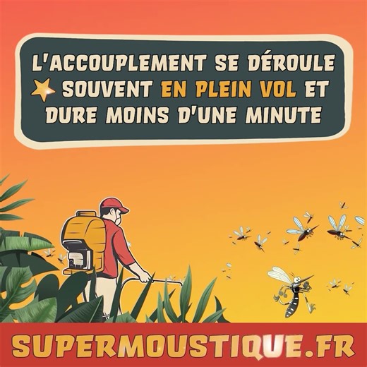 Moustiques : l'accouplement en plein vol au Cap d'Antibes #insects #animaux #nature