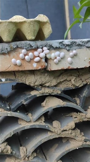 Lizard Colony: Inside a Chinese Farm with Thousands Roaming Free and Eggs on Walls 👀