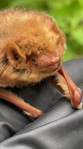 43K views · 8.8K reactions | We leave the bats out on warm nights so they can fly about. For most, it’s more of a walkabout! . . #austinbats #easternredbat #lasiurusborealis #batslivehere #batsaregoodneighbors #batsarebeautiful #lovebats | Austin Bat Refuge | Facebook