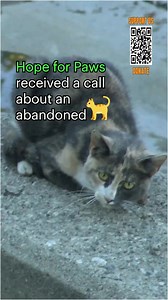 Rescue of a cat with a broken leg and pelvis | Hope For Pets