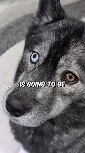 10K views · 531 reactions | #TB When she could not wait for her B-day Cake! | Gone to the Snow Dogs | Facebook