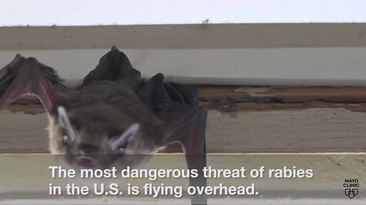 Bats play an important role in many ecosystems around the world. They are a major predator of night-flying insects, including pests that cost farmers billions of dollars annually. However, bats pose the biggest rabies threat in the U.S., according to the Centers for Disease Control and Prevention. "It used to be thought, well, it's a rabid dog. But the more common way of getting rabies is from the silver-haired bat," says Dr. Gregory Poland, director of the Mayo Clinic Vaccine Research Group. Le
