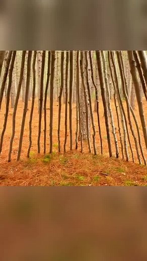 #bushcraft #outdoors #wildlife #camping #suvivor