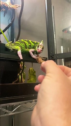 CHAMELEON TONGUE👅🪳