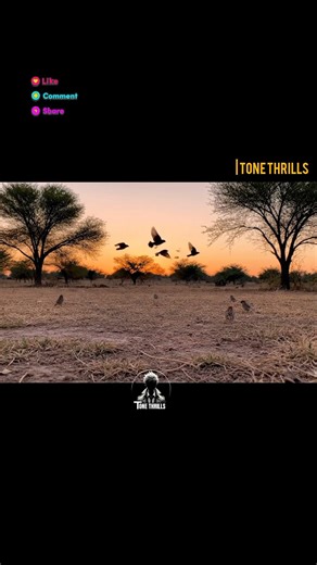 Birds Singing Ringtone 🐦 Beautiful Nature Bird Sound | Relaxing Chirping Tone