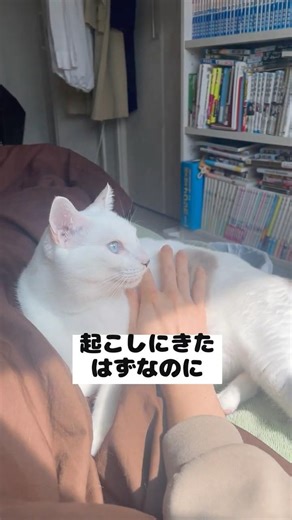 The younger cat was supposed to have come to wake up the second son, but...