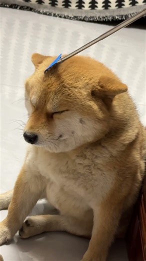 【至福】これが毎日のルーティン。🐶 かゆいところを掻いてもらうまで、絶対動かない柴犬がこちら。🥺💕 #犬のいる暮らし #いぬすたぐらむ #犬のいる生活 #柴犬 #日常の風景 #甘えん坊 #癒やしワンコ
