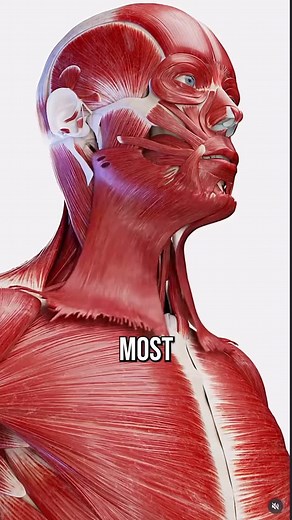33K views · 1.5K reactions | Here are two of the most important muscles to strengthen if you have neck pain ✅ Unfortunately, I see people train these muscles poorly all the time, but here’s the right way  | Conor Harris | Facebook