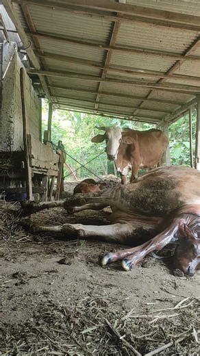 This surprised me 🐄🐮🌿