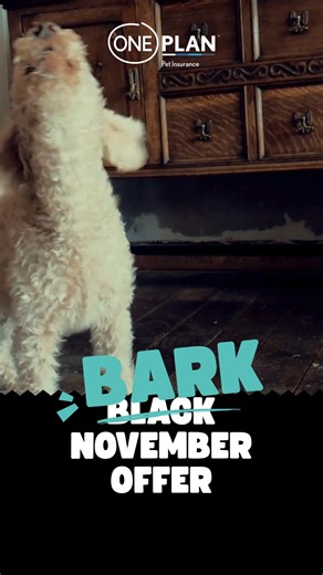 Ready to save this Bark November? 🐾 Get 50% off your first two months’ premiums when you sign up online by 30 Nov. Switch and we’ll waive your 60 day illness waiting period. Click below to get your quote today! *T&Cs apply. This offer is optional & applies to online sign-ups only between 1-30 November 2025. Excludes Accident Plan. Pets must be older than 8 weeks to apply. Proof of uninterrupted previous pet insurance cover no older than 2 months needs to be provided to waive waiting period for 