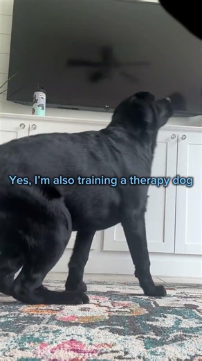 Yes, I have both #empty #essa #essahandler #therapydog #intraining