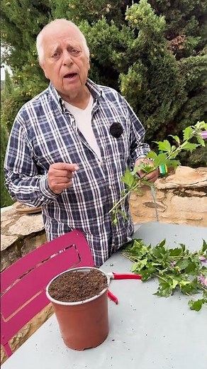 bouturer de l'hibiscus #conseil #astuce #tuto #tutorial #bouture #hibiscus #naturelove #fleur