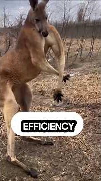 They Look Harmless, But They Can Destroy You With a Single Punch ! 😳💥