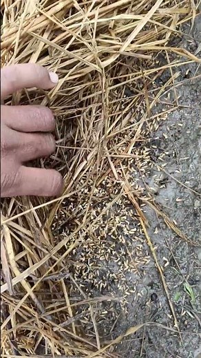 நெல் விதைப்பு முறைகளின் வேறுபாடு #paddy #farming #rice