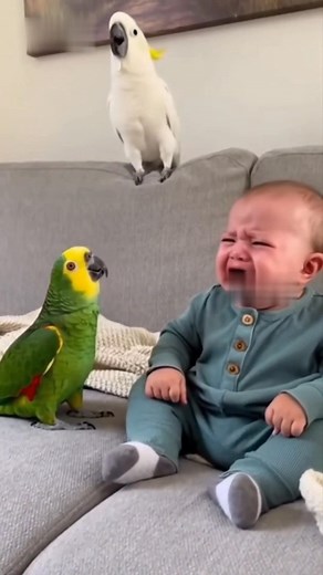 948K views · 14K reactions | The parrot is imitating a baby crying藍藍 #amozonparrot #funnybirds #funnyvideos #petparrot #parrotlover #funnyparrot #funnypets #babycrying #viralchallenge | Abdul Sahil Khan | Facebook