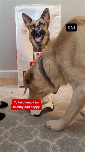 Fueling what makes big dogs, big dogs