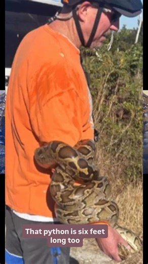 Man picks up 6ft python during bike ride in South Florida | WPBF 25 News