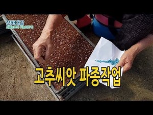 고추재배기술 #2-1 고추씨앗 파종작업! 고추농사준비 모종만들기(키우기) [시골농부 천하대감]