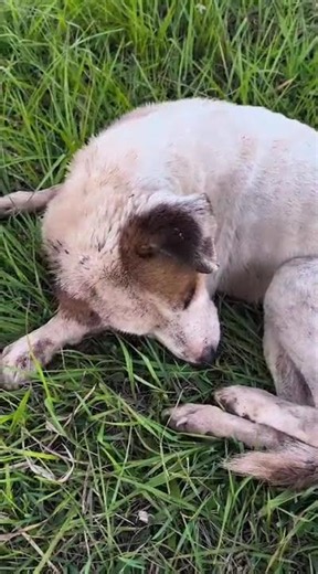 Maggots Eating Through Pup's Head While Still Alive, No One Stopped To Help [STORY BELOW]
