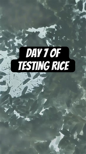 Day 7 of testing rice. #testing #rice #science #foodsafety #bacteria