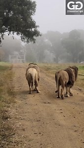 8.6M views · 351K reactions | When the Kings cross your path it’s an unearthly moment.. | GG Conservation Glen Garriff | Facebook