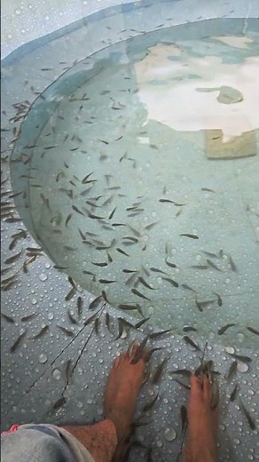 Relax & Rejuvenate at Odyssey Retreat – Fish Spa , Best resort for team outing in bangalore IT hub