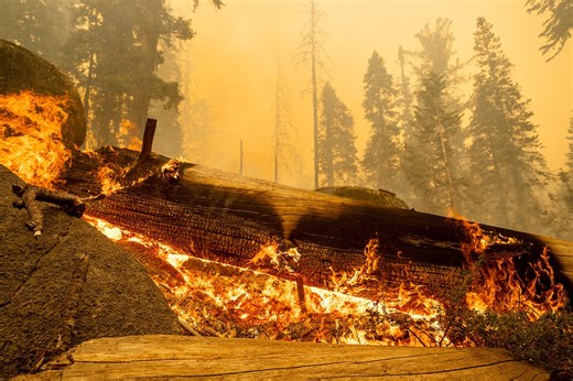 Giant sequoia trees burn in California wildfire sparked by lightning