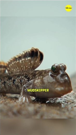 Mudskipper: ज़मीन पर चलने वाली मछलियाँ #animalfacts #wildlife #facts