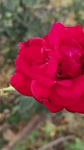 Wal Asr Surah | Wal Asr Innal Insaana | Beautiful Recitation | Wal Asr Surah Ki Tafseer