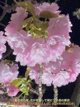 ｢八重紅虎の尾｣花が密集して枝につき虎の尾状【東山動植物園 宵の八重桜さんぽ】2026年4月8日(水)
