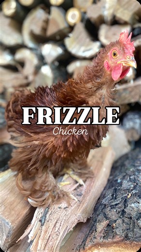 25 reactions · 80 shares | 90% sass, 10% fluff tornado  Meet the...