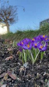 Crocuses & Snowdrops, Feb. 2026 Chemnitz, Germany #snowdrops #crocus #hellospring #springiscoming