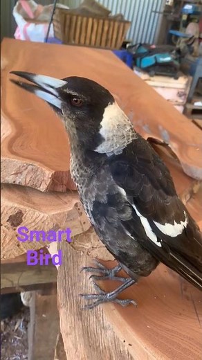 Why Australian Magpies are so Smart? #talent #birds #birdsounds