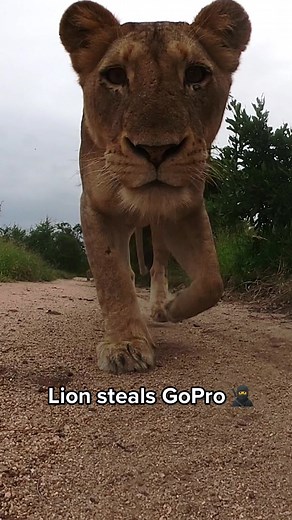 Lioness Steals GoPro Camera in Africa Safari