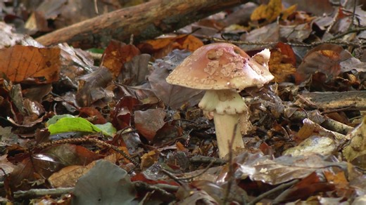 Automne : c’est le grand retour des champignons en forêt - RTBF Actus
