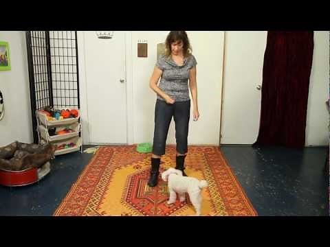 How to Teach Spin - Dog Training