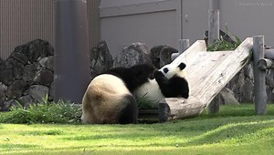 14K views · 3.6K reactions | 【アプローチ失敗！？親子がじゃれあうまで（413日齢） 】 ...