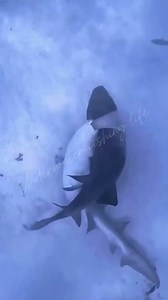 Lovely Sharks mating season | Underwater Fishing life #fbreelsfypシ゚viral #fbreelsvideo #fyp #virals #usa | Underwater Fishing life