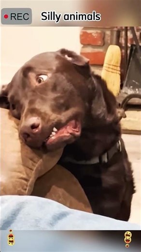 Silly Animal Fails – Cute & Funny Animal Chaos Guaranteed Laughs 🐾😂