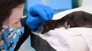 A fuzzy surprise—a FOURTH Magellanic penguin chick has joined the colony! This little penguin is being raised by Izzy and Darwin, who you might recognize from their field trips to Chicago icons like Field Museum and Soldier Field. This is the second year in a row that Shedd has seen four baby Magellanic penguins. The next step for this little penguin will be to socialize with the other three chicks—who are just starting to eat solid pieces of fish—and with the animal care team. | Shedd Aquarium