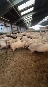 534K views · 2K reactions | One of the most crucial aspects of training working dogs is ensuring they are stock-broke—capable of working calmly and reliably around livestock without any issues. From a young age, all three of my dogs are introduced to livestock, chickens, and other animals to foster confidence and proper behavior in these environments  | Hull’s Rat Pack | Facebook