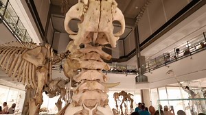🦖🎉🦕🙌The Museum of Zoology is back after five years! | Cambridgeshire Live