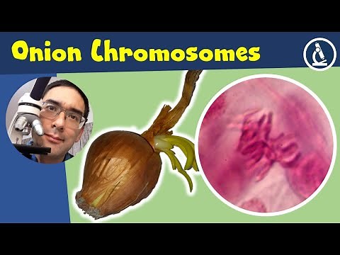 🔬 Make Onion mitosis CHROMOSOMES visible - Staining Tutorial | Amateur Microscopy
