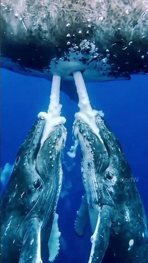 🐋💙 Whale Feeding Her Baby — One of the Most Beautiful Ocean Moments Ever 🌊✨
