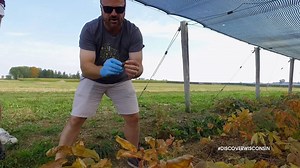 Curious about how ginseng is grown and harvested? | Discover Wisconsin