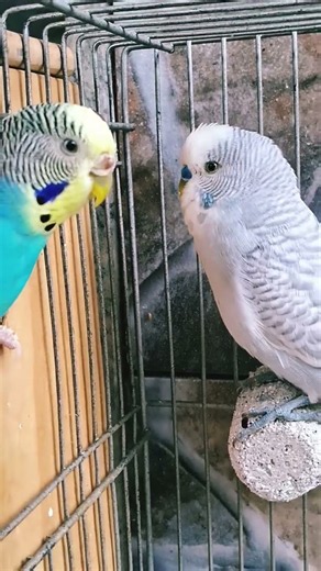🦜 Qual a Ave Mais Bonita? Calopsita ou Periquito-Australiano? E a Cor Preferida? Descubra! 💛💙