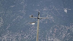 Ferruginous Hawk Flying Land Next Partner: vídeo stock (100% livre de direitos) 1106346305 | Shutterstock