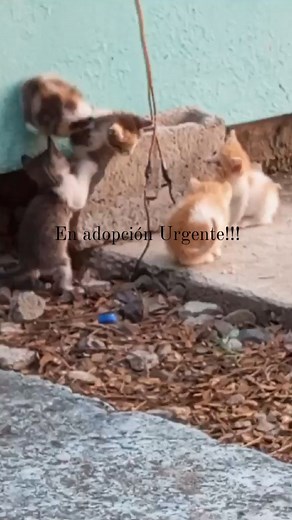 1.2K views · 46 reactions | ‼️‼️Urgente ‼️‼️Informes al 0982879577...