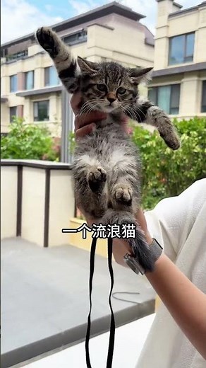 【#PuPu噗噗】这可能是全网命最好的流浪猫 #万物可爱计划 #养宠人不苦夏 #带毛孩子出门玩一夏 #爪住夏天每一帧